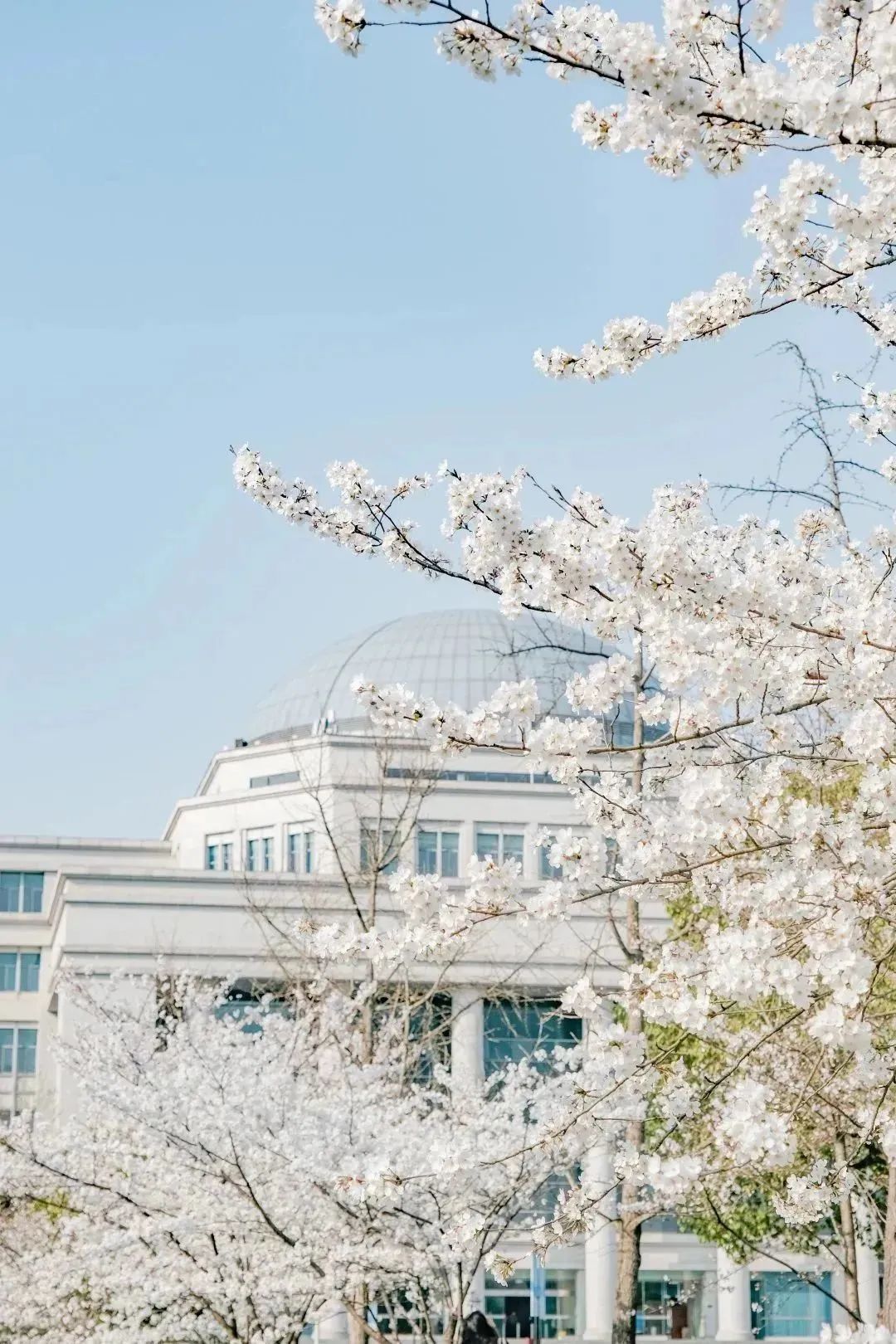 雨樱也浪漫！浙工大美美美！