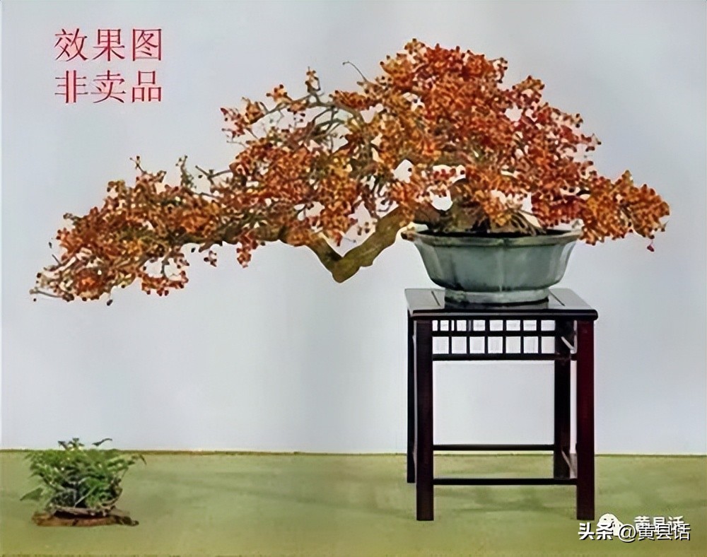 南蛇藤是山里最美的藤本植物