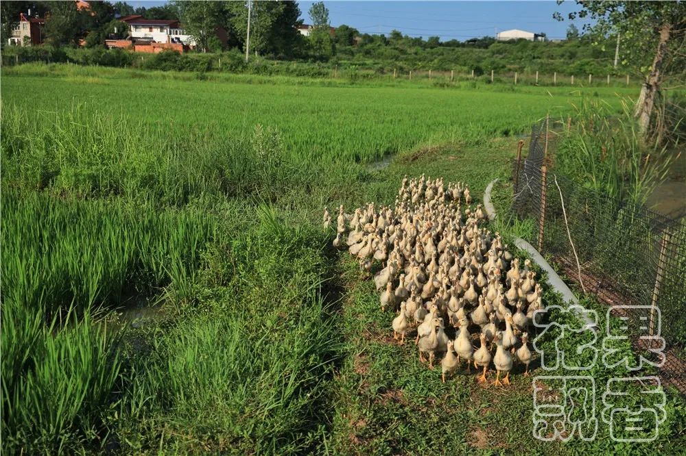 老板,这个水果多少钱?不用,你帮我介绍客户就行了