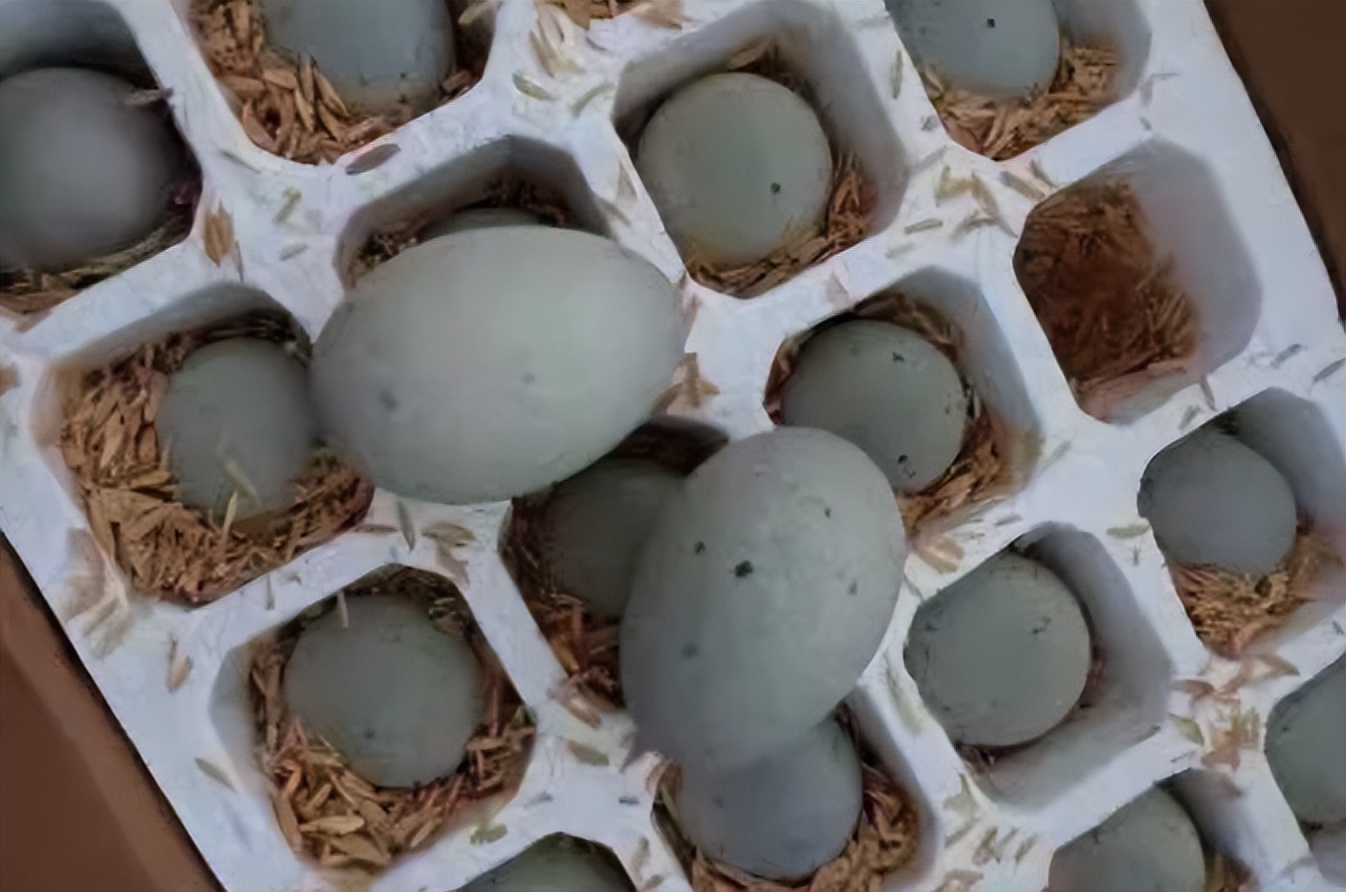 含铅皮蛋和无铅皮蛋的区别,皮蛋里含的铅有多大危害