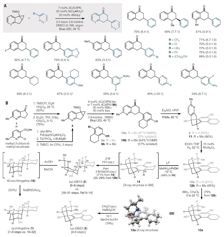 自由基偶联，瓣蕊花生物碱全合成变简单