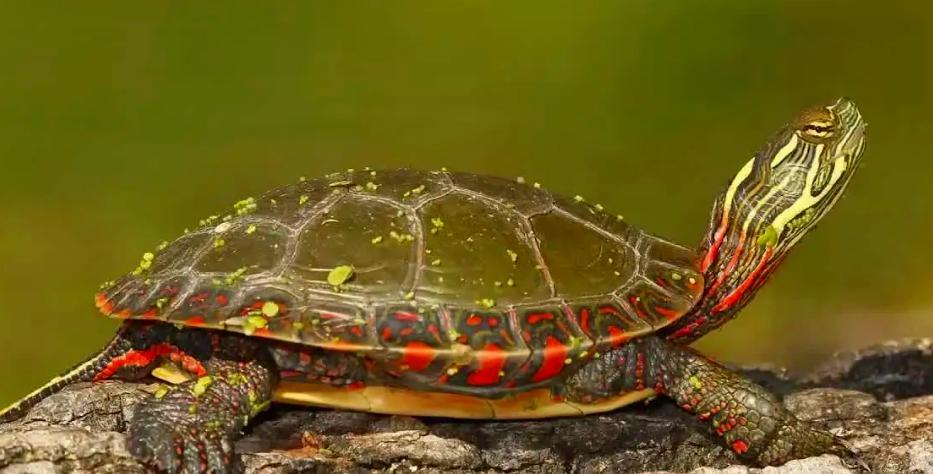 锦龟寓意,锦龟又称什么龟