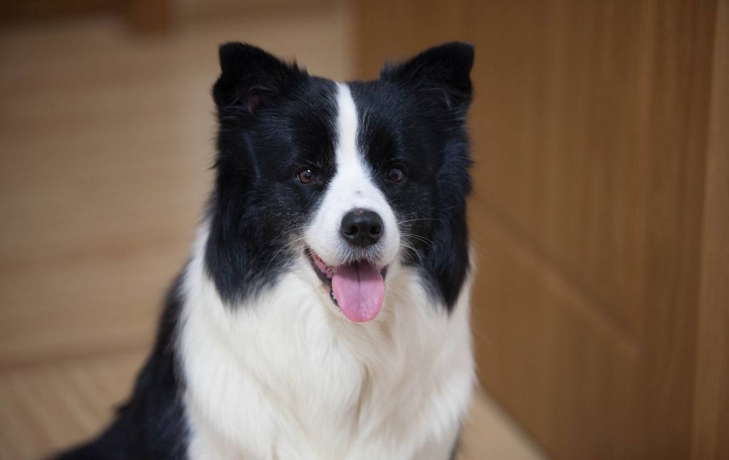 狗狗的灵性有哪些表现,狗界中六种智商比较低的狗狗