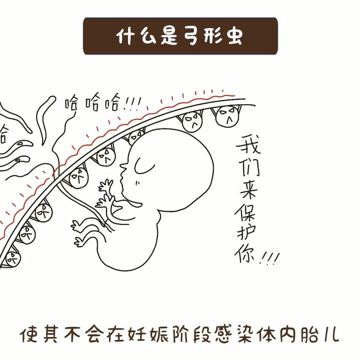 什么是弓形虫病怎么预防,弓形虫是怎么感染猫咪的