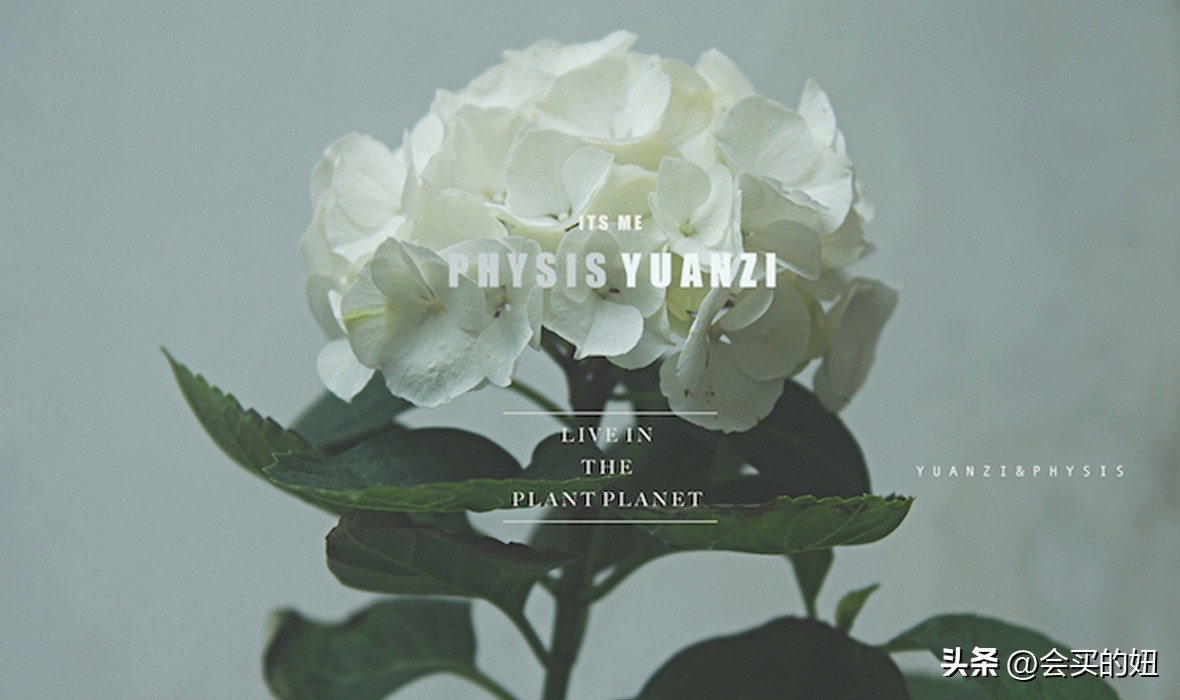 好看的绿植店铺推荐,招财又好养的店铺绿植