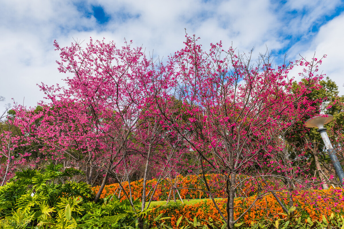 厦门旅游攻略必逛景点推荐,厦门攻略必逛景点一日游