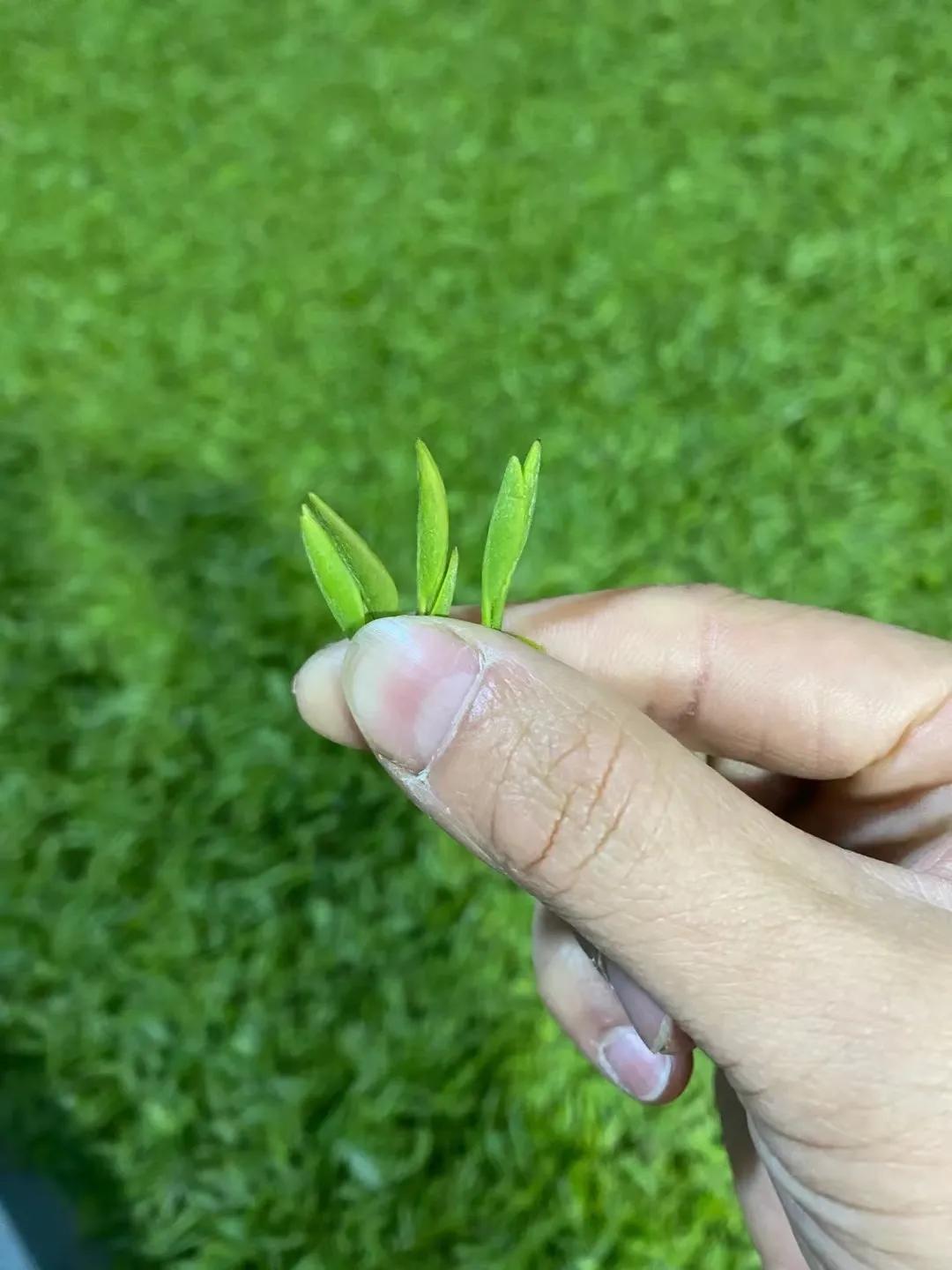 谷雨茶和明前茶的区别哪种茶更好,明前茶雨前茶谷雨茶哪个最好