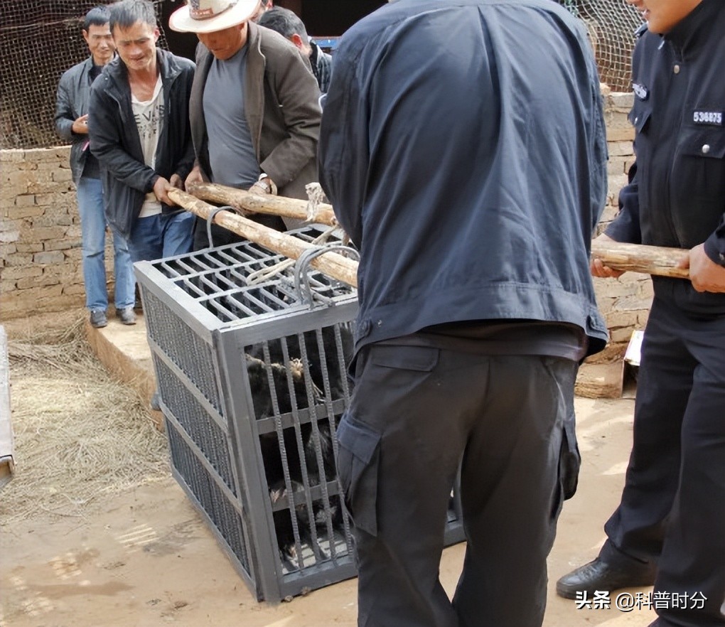 小黄毛捡到一只小狗,15年前村民捡到一只小狗