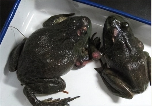 钟老板怎么样好用吗,牛蛙破头烂脚是什么病