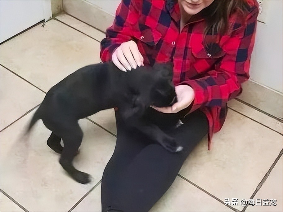 狗狗嘴巴被缠住后续,狗狗嘴巴被皮筋绑住后续