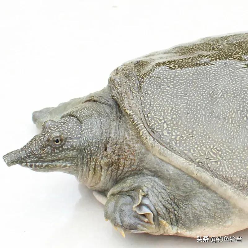 甲鱼咬手怎么让它松口,甲鱼咬手怎么办