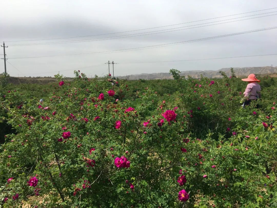 玫瑰和月季的所有种类,比较经典的玫瑰花型月季