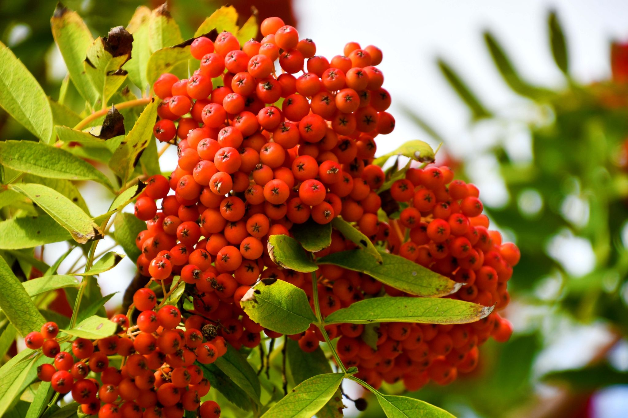 花楸木材优缺点,欧洲花楸极佳园林观赏树种