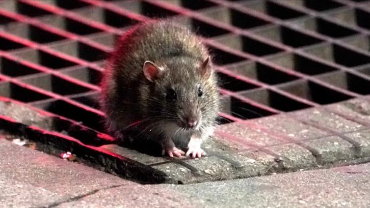 鼠王被抓叫来老鼠报复咬人,老鼠爬到床上为什么还会咬人