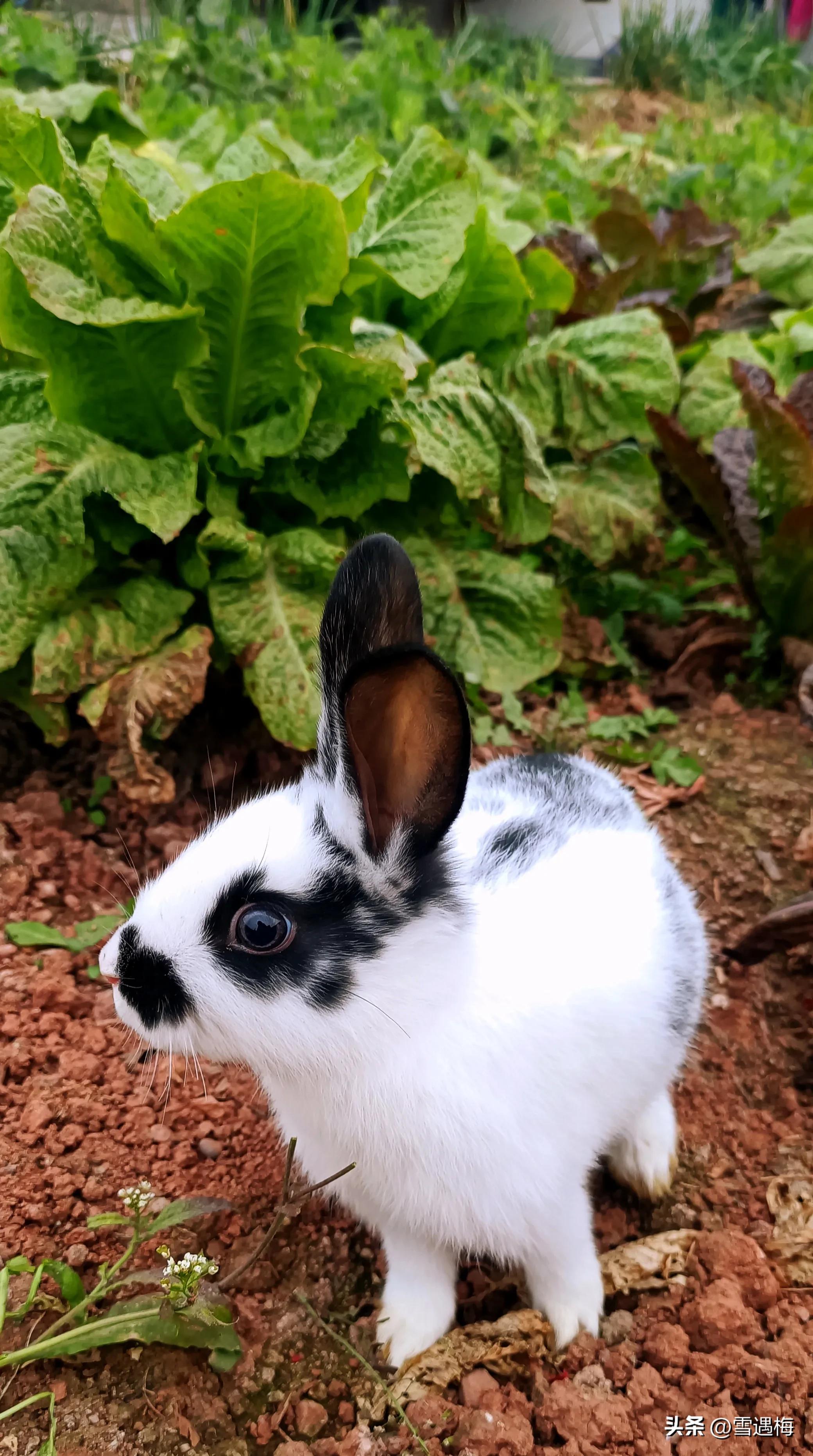 刚出生的小兔子怎么喂养,刚出生的小兔子怎么人工喂奶