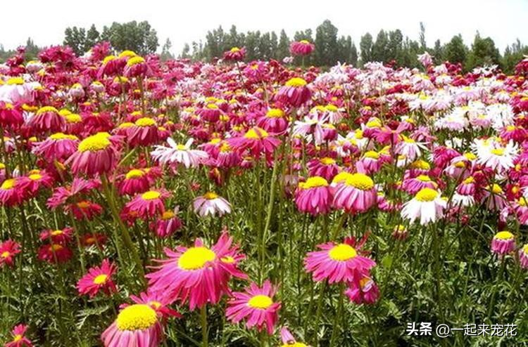 四季室内养什么花最好而且不死,适合家里养的5种花夜里释放氧气