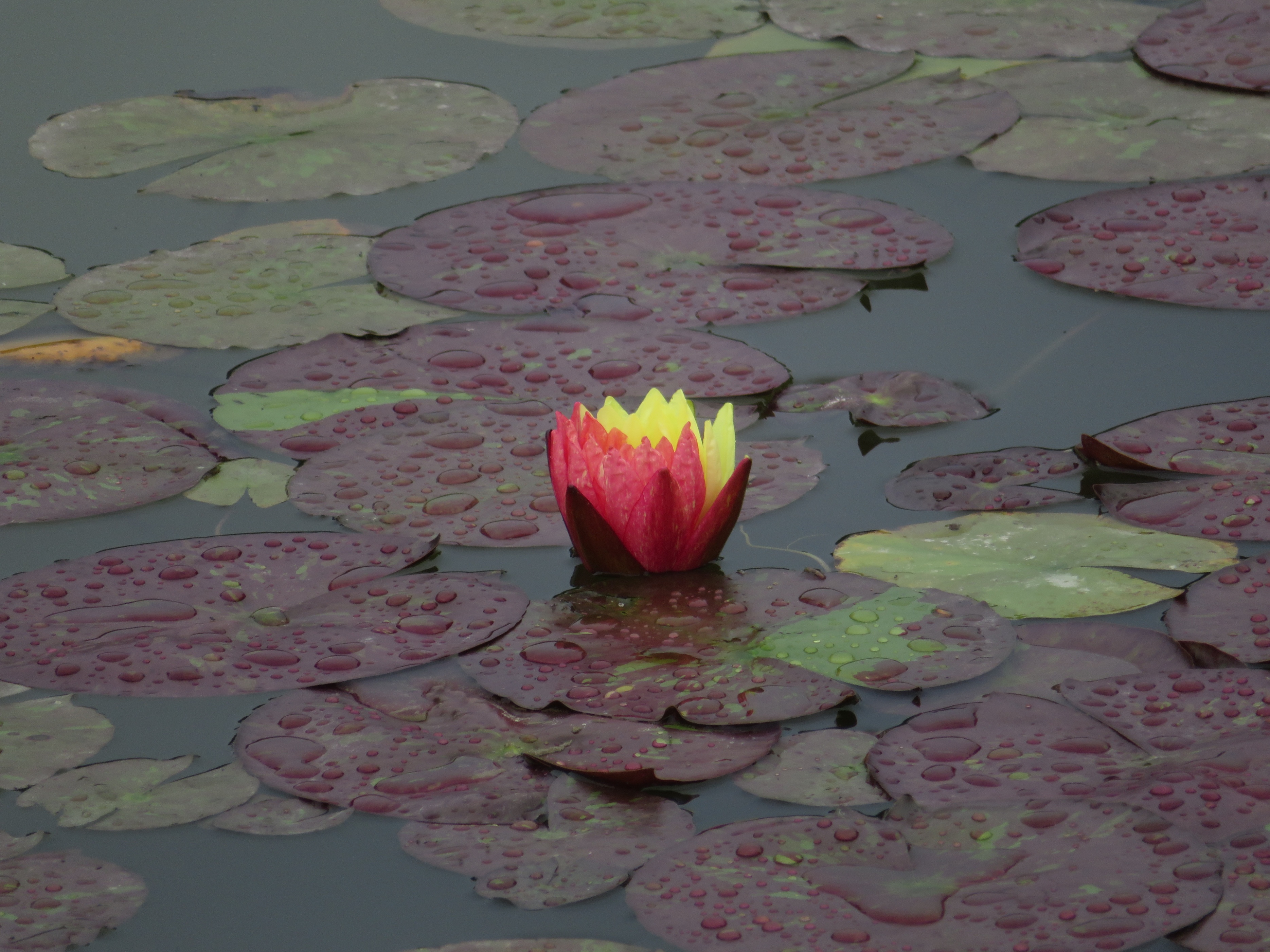夏日已至赏荷正当时,洛阳赏荷游园