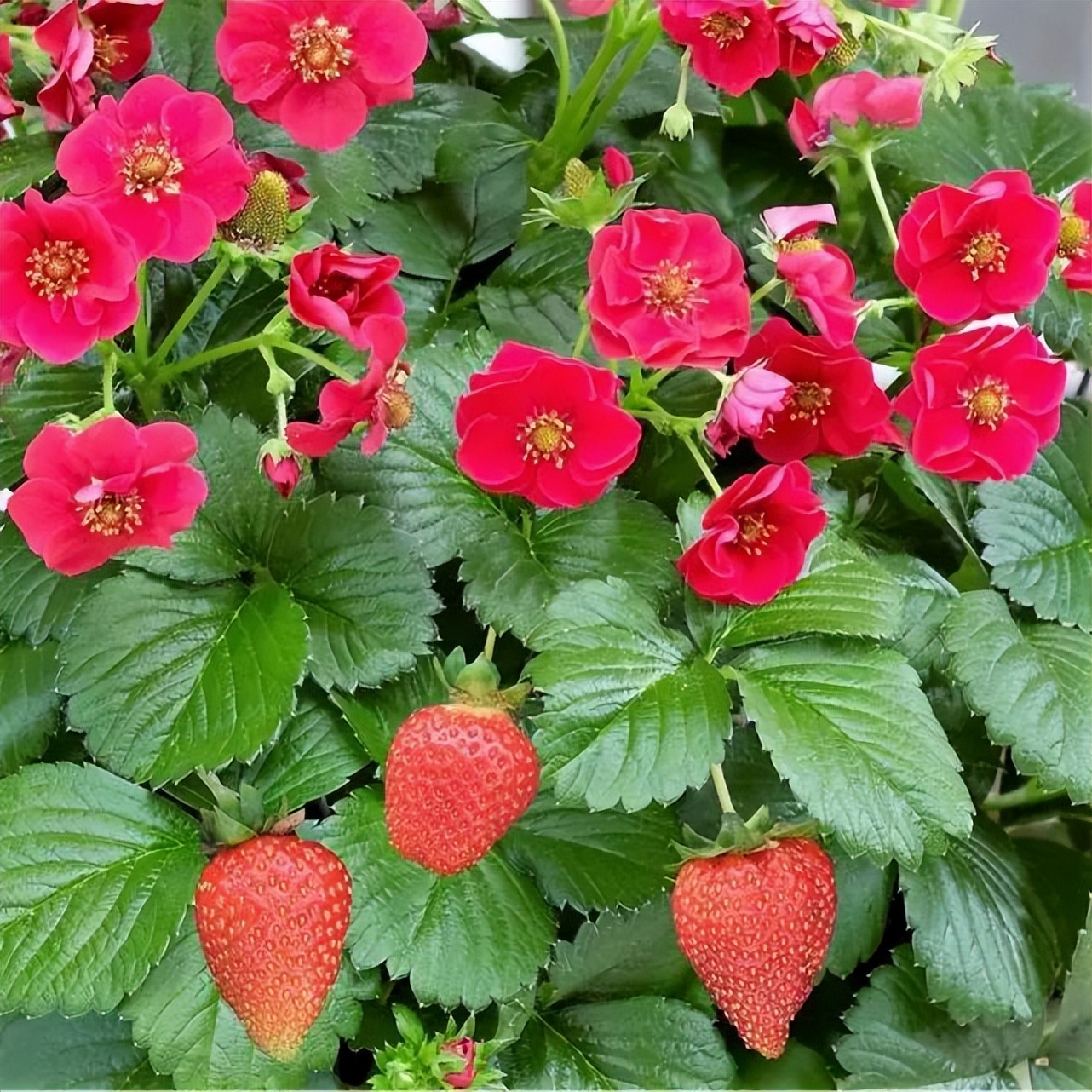 法国的弗州草莓和智利草莓从哪来,凤梨草莓跟普通草莓