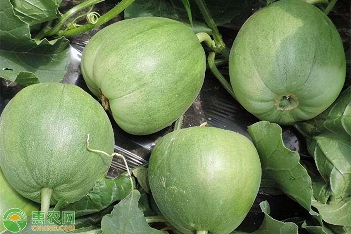 任城区美食小吃推荐,任城美食特产小吃