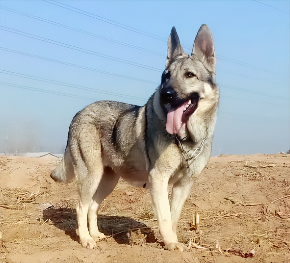 1939年鬼子狼狗部队“无人可挡”,董翰良训化中华田园犬,轻松制服