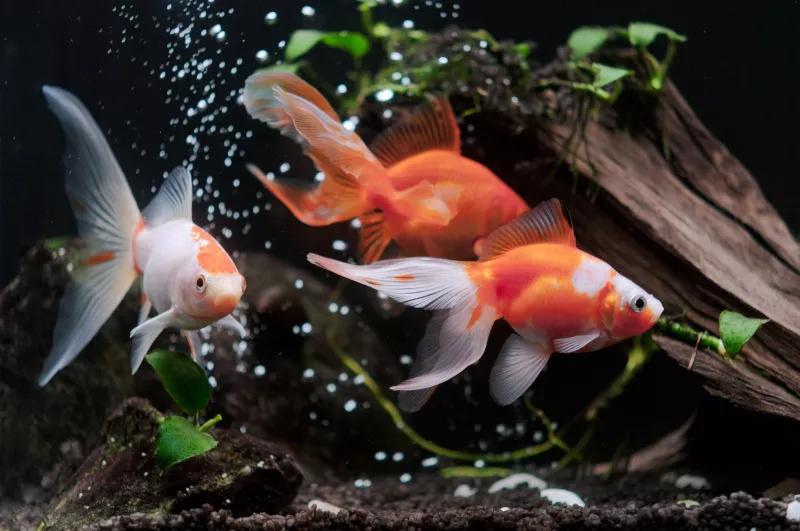 「鱼食制作」金鱼饲料怎么制作金鱼饲料制作方法