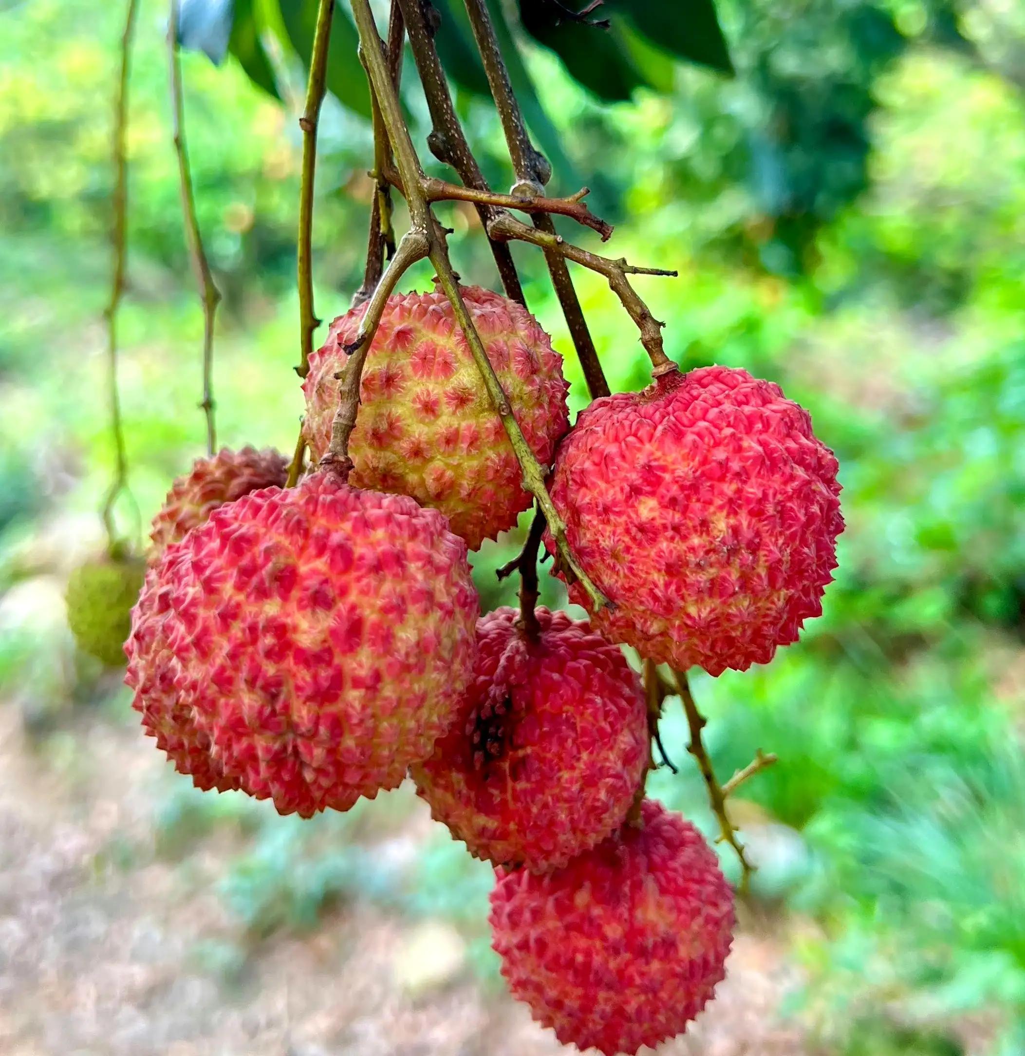 “水晶细嚼甜于蜜,满口生香玉露漙”,夏日里的荔枝又鲜又红又甜