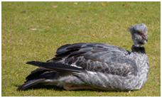 鸟类在分类学中统称为什么,鸟纲分类总表