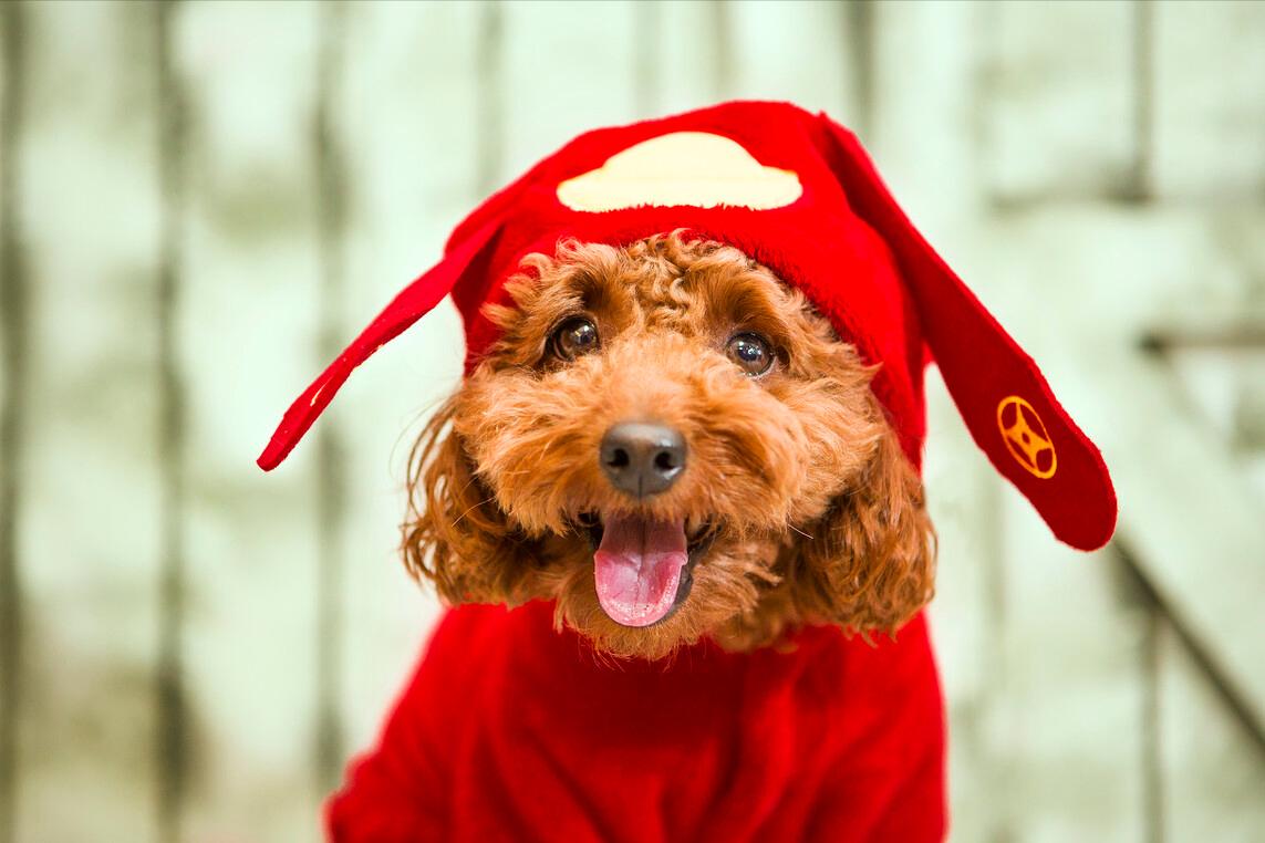 有一种狗很臭,狗狗身上很臭咋办