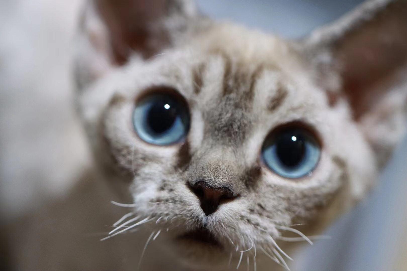 德文卷毛猫怎么避免皮肤病,为啥德文猫的猫癣这么强悍