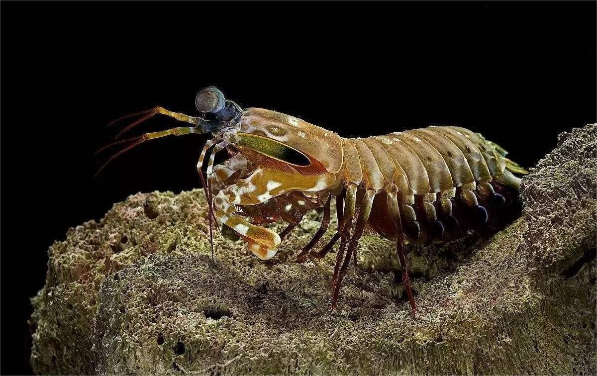 身穿外星机甲的“皮皮虾”，一锤150公斤力道，送给你舍得吃吗？