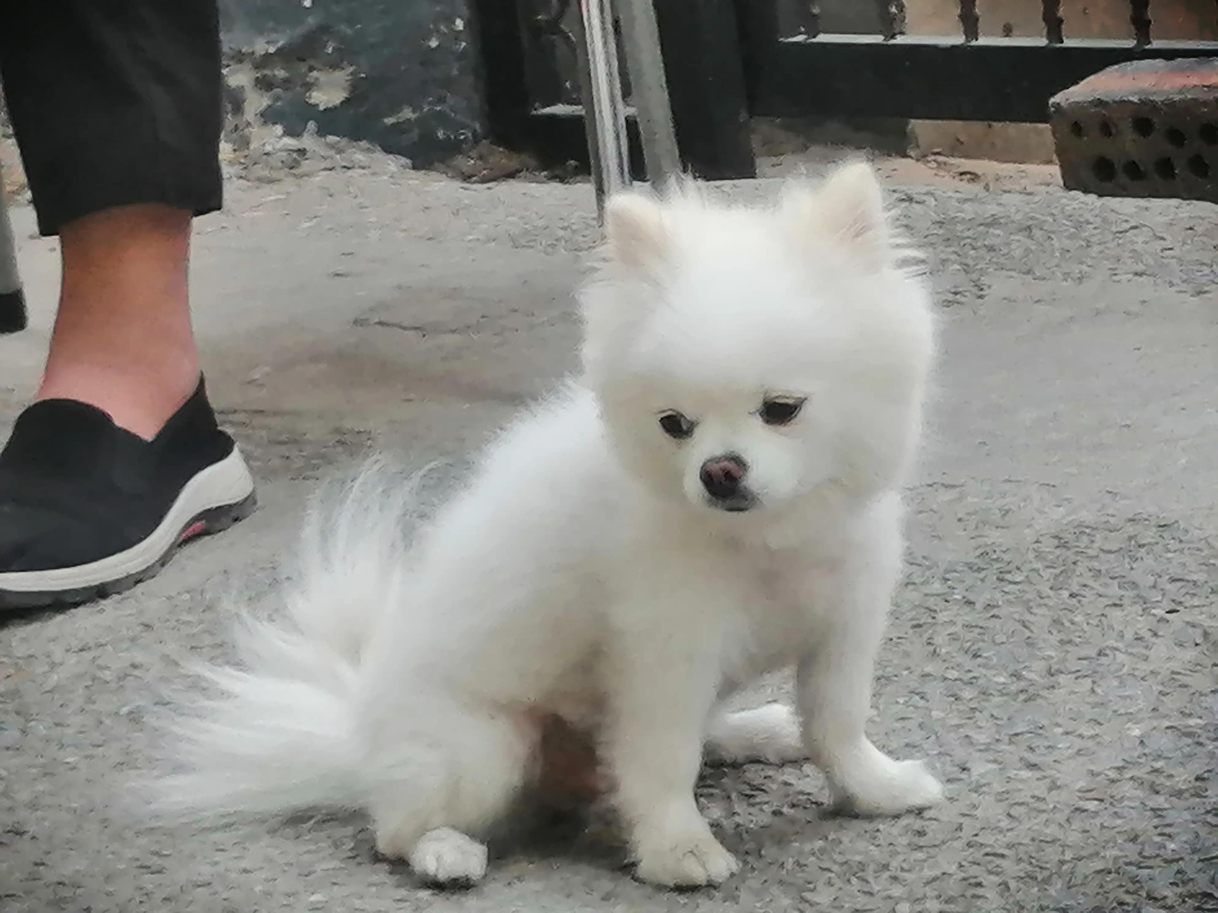 姣涜眴灏忕嫍,璋冪毊灏忕嫍姣涜眴