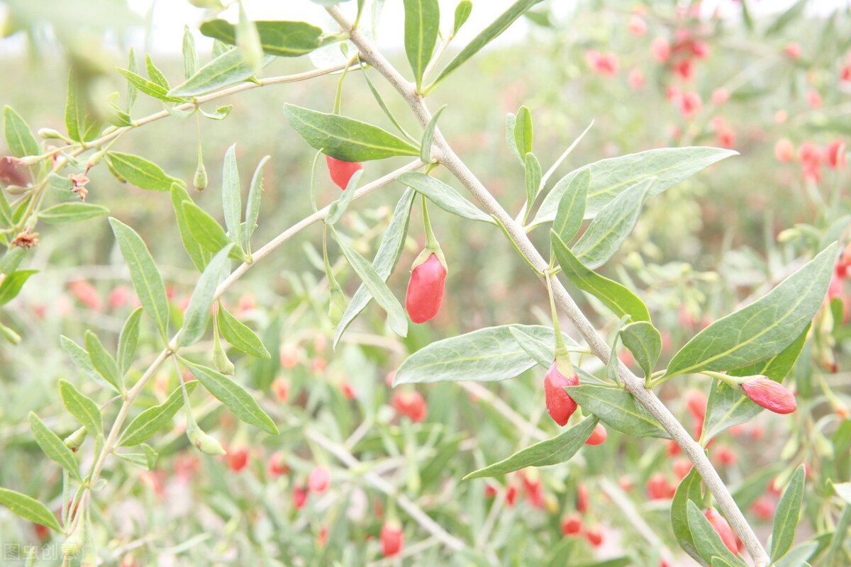 美貌却不美味的假狗*子奶**和貌丑却酸甜可口的狗*子奶**，你好哪一口？