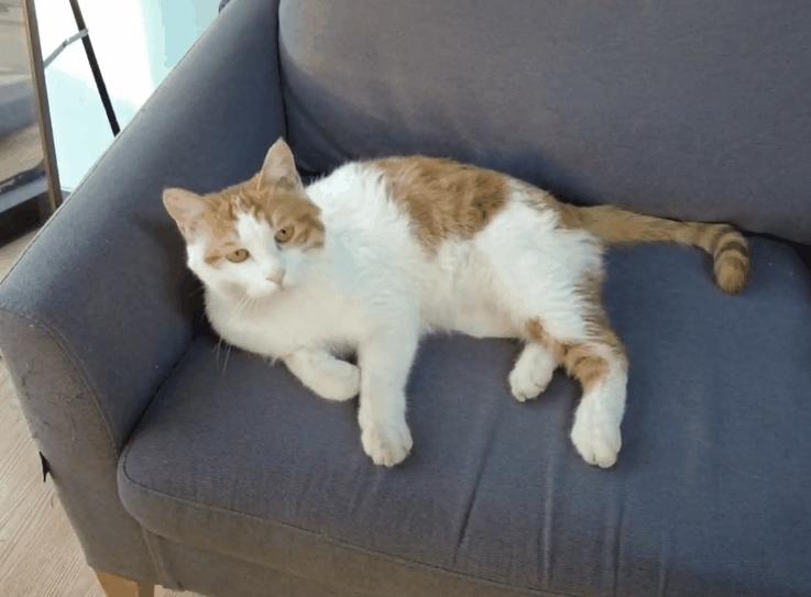 猫咪洗澡耳朵进水了怎么办,猫咪在宠物店洗澡做出的应激反应