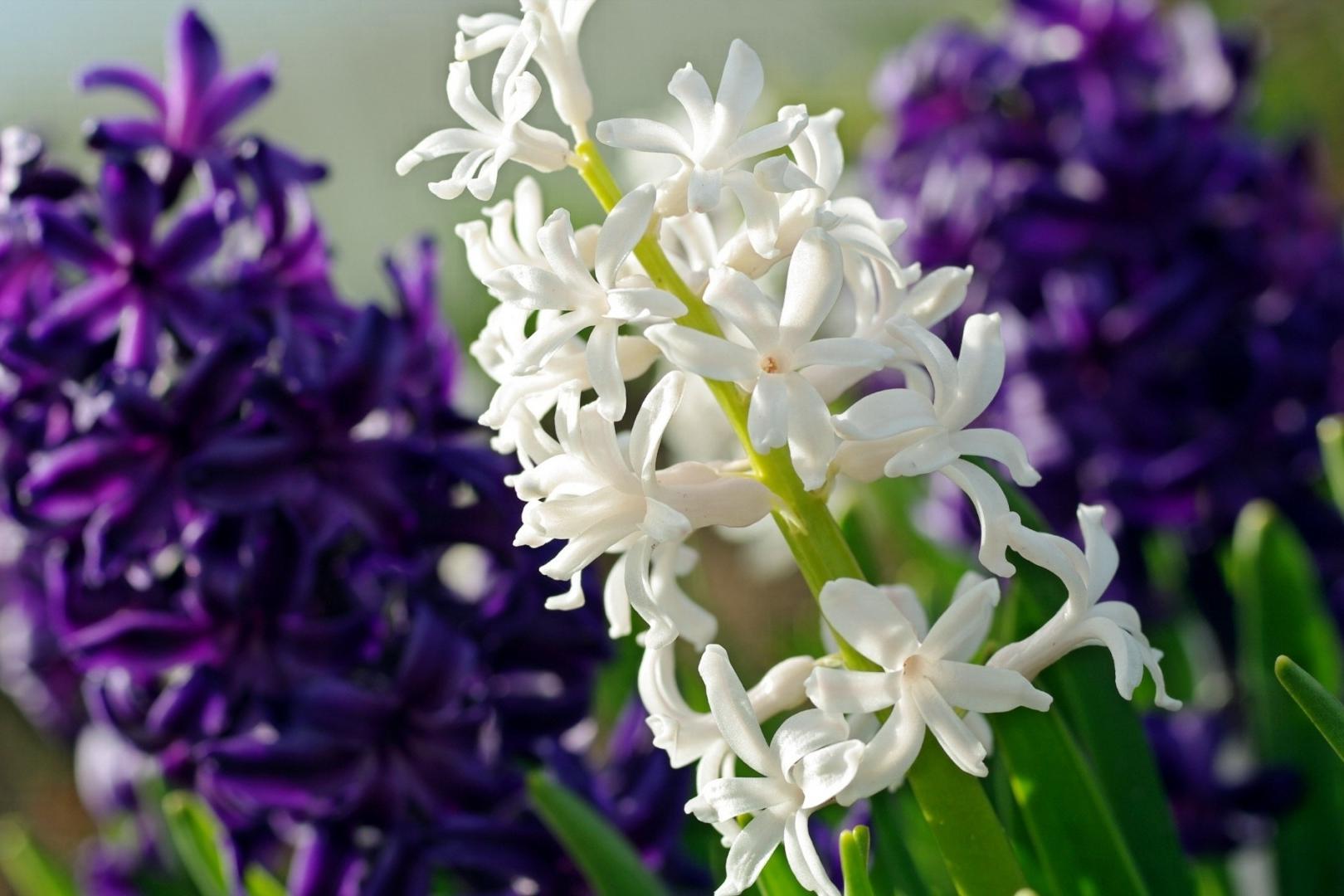 色卡里的春天，快来看~春天里开的花有哪些~