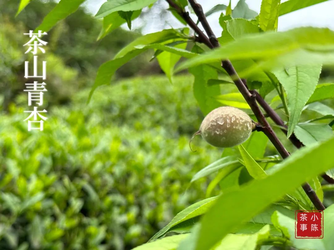 茶掌柜和入门级茶友,茶掌柜知识分享