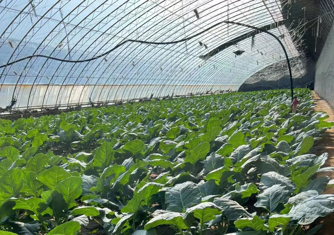 种养合作社致富模式,新型农业合作社运营模式