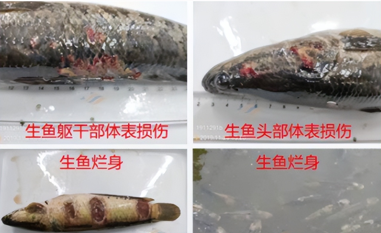 生鱼烂身预防,生鱼身上烂了怎么办