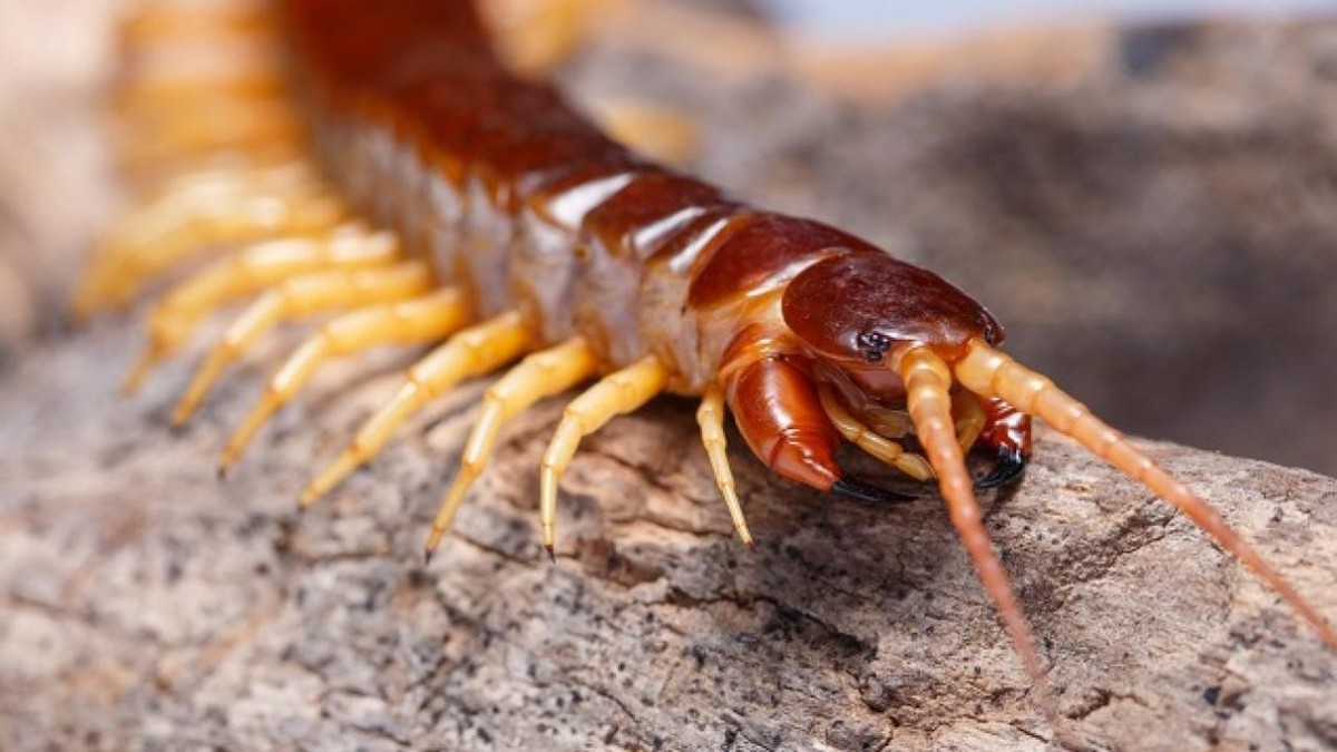 蜈蚣毒性与蜈蚣大小有关吗,巨型蜈蚣和普通蜈蚣哪个毒