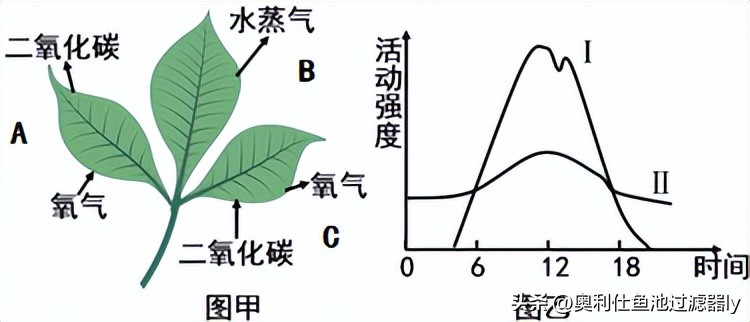 锦鲤鱼池里绿藻怎么清除,室外锦鲤鱼池养什么可以去除绿藻