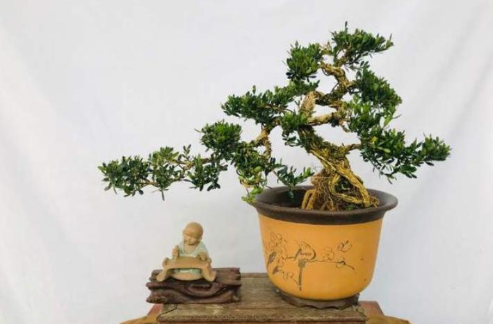 没有造型的罗汉松树苗,没根的造型罗汉松能养活吗