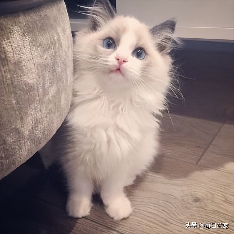 布偶猫多少钱一只长不大,布偶猫为什么价格相差那么大