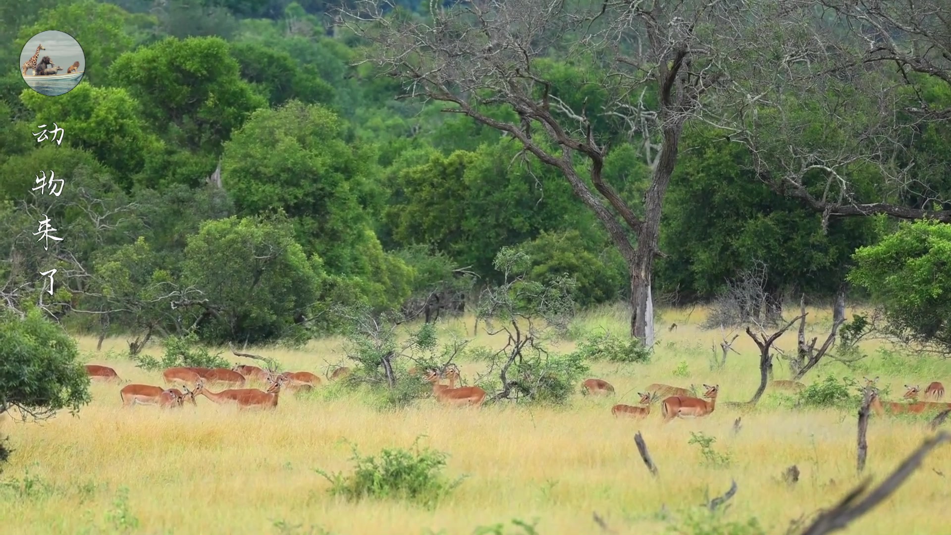 非洲野狗战斗力强悍，一只干掉五十狒狒，但也被人类干掉不少
