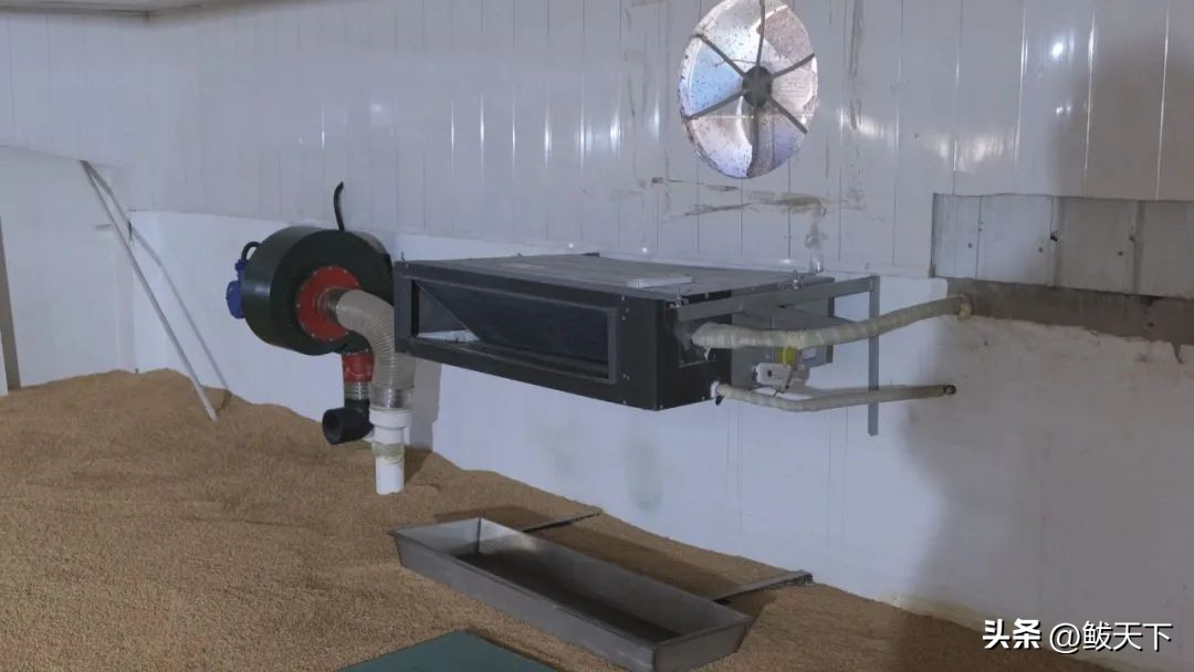 中储粮收不收转基因玉米,中储粮营口直属库