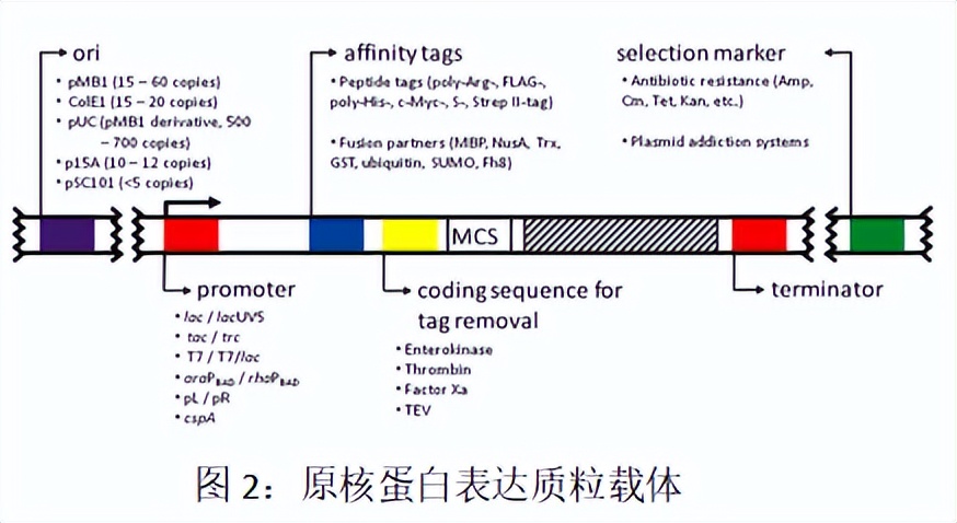 原核表达重组蛋白原理,高中原核蛋白翻译过程