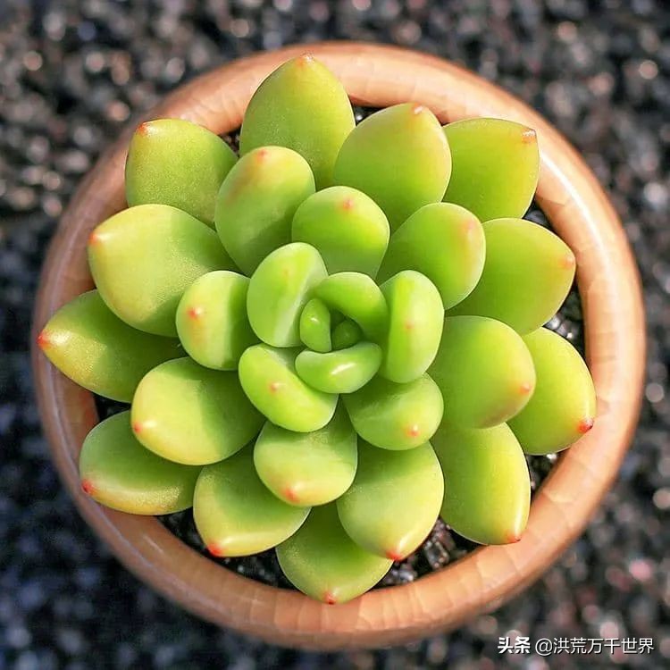 可爱的多肉植物品种大全图解,满19包邮春萌缀化多肉植物盆栽