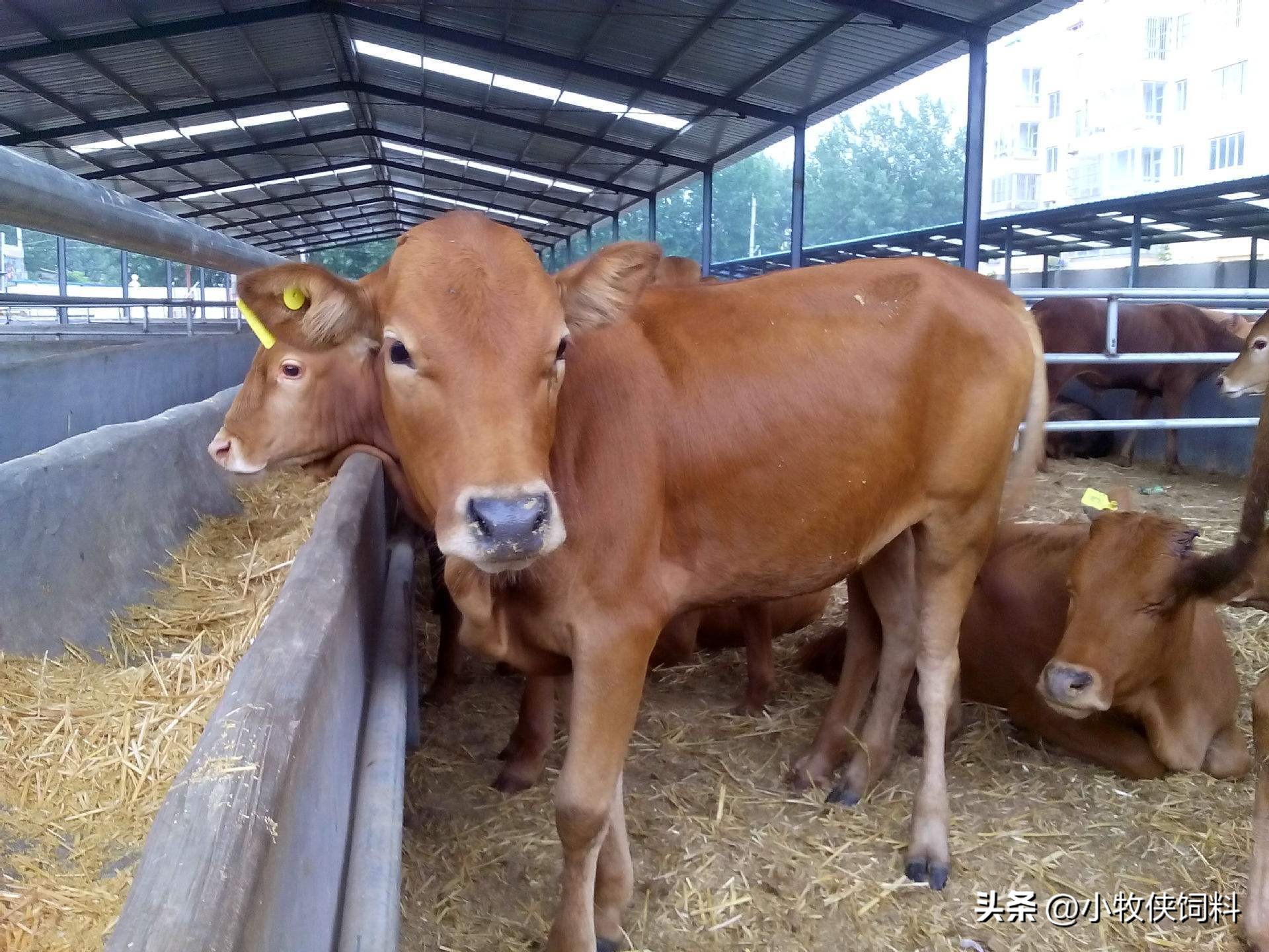 牛流鼻涕如何防治,牛流鼻涕怎么治疗最快