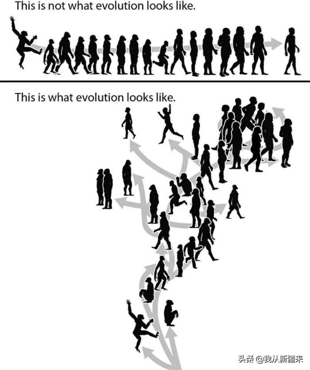 新疆哈密翼龙,天山哈密翼龙