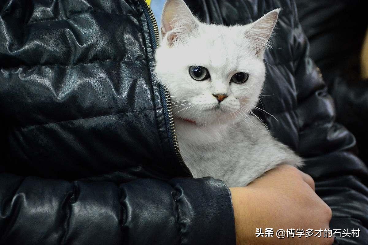 猫咪手攥玫瑰的表情什么意思,为什么猫咪没有喜怒哀乐的表情