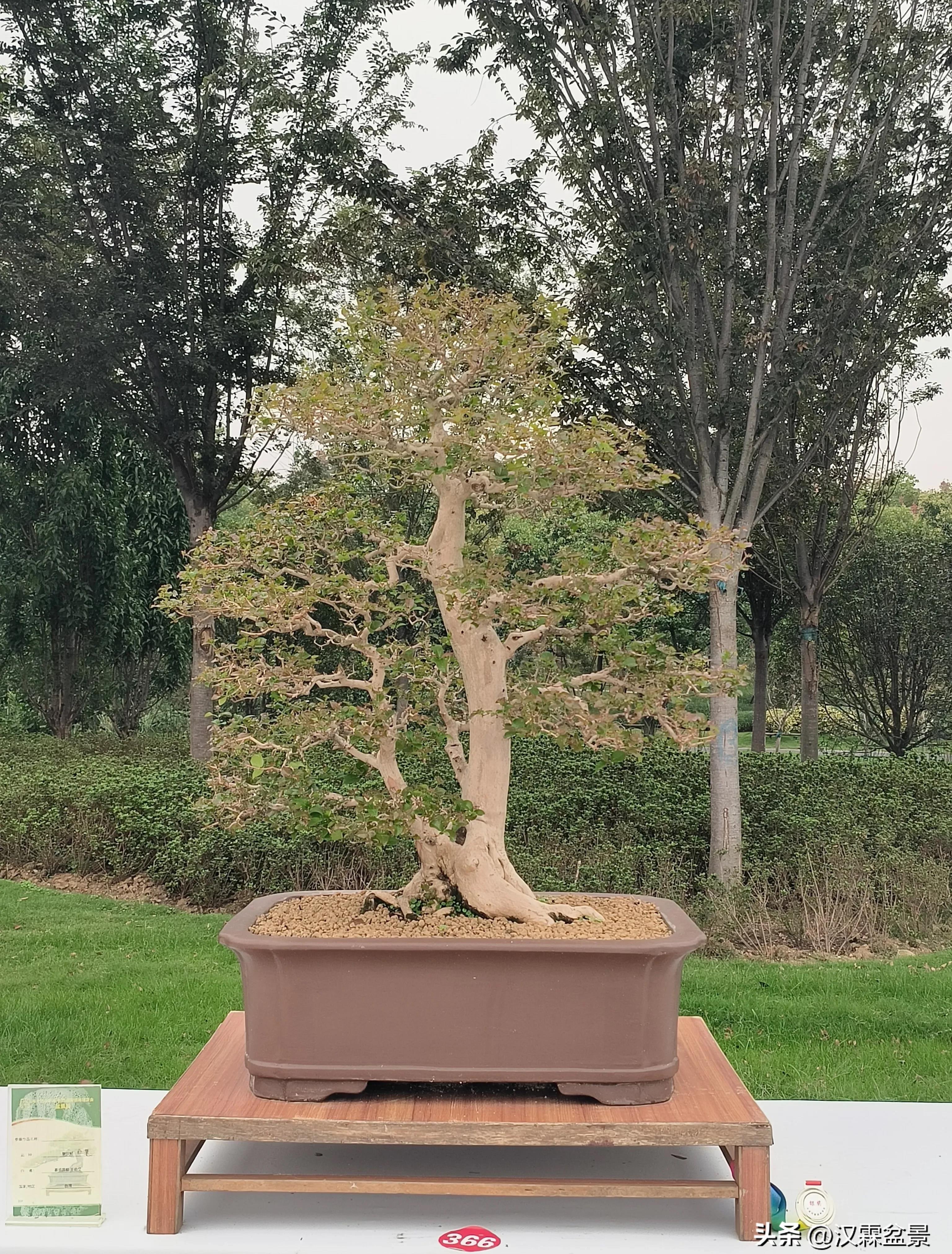 广州园林盆景展,精品大型盆景展会大全