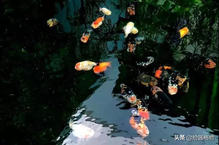 古代养金鱼怎么养活的,来谈一谈古人是如何养金鱼的